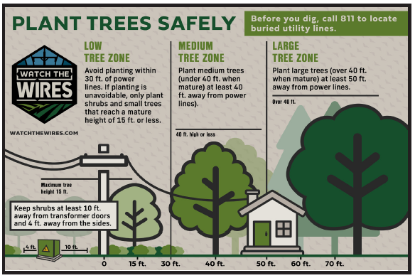 Plant Trees Safely