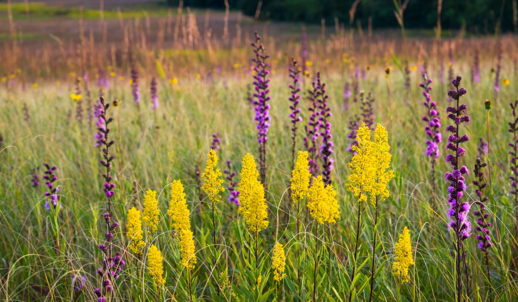After planting prairie