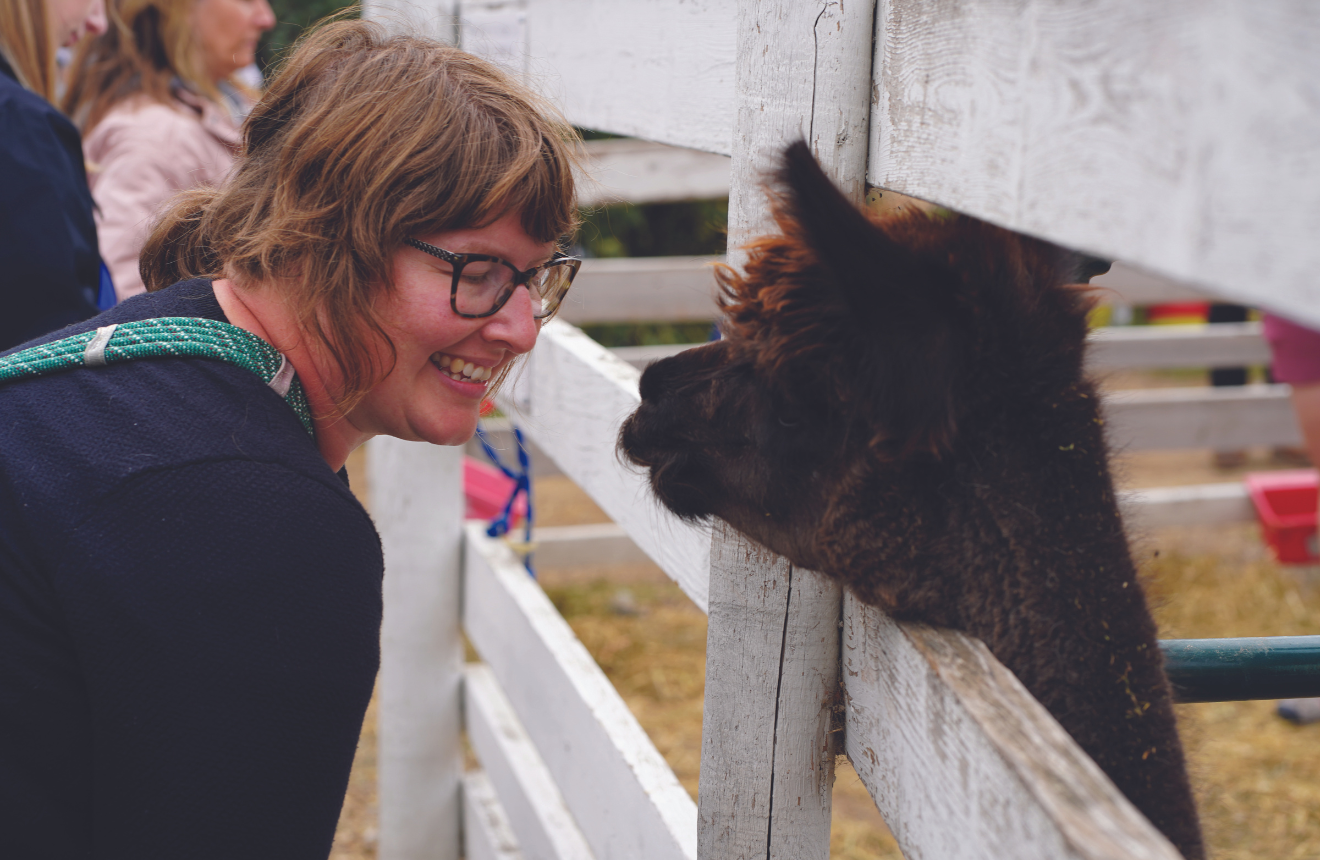 Alpaca being greeted by former FARRMS intern