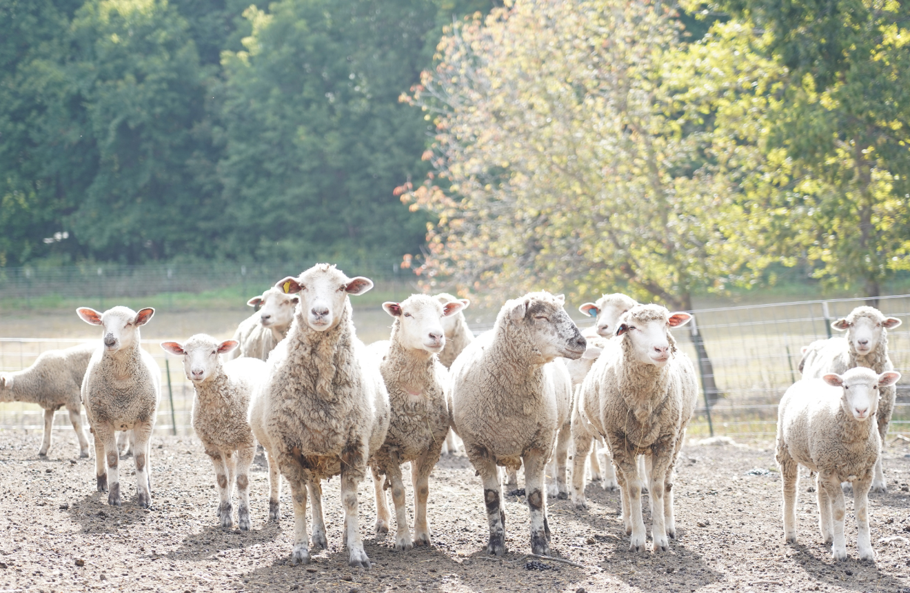 Sheep came to greet visitors to Family Roots Farm