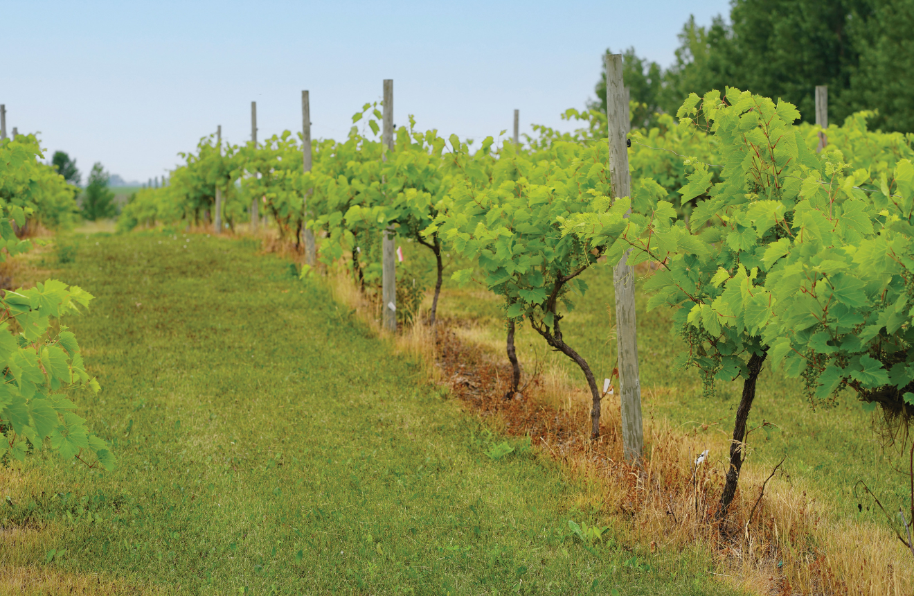 Rows of grape vines found at the Red Trail Vineyard
