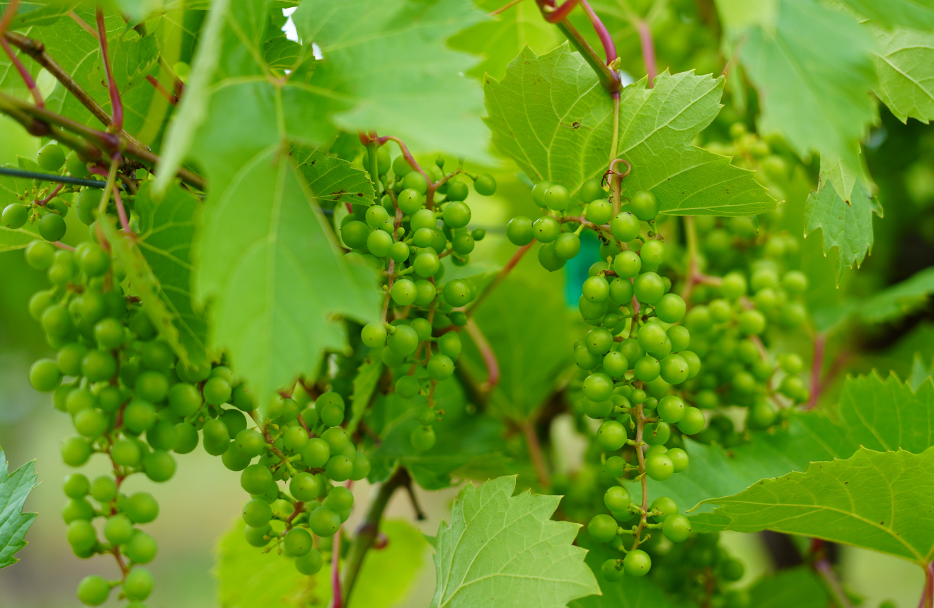 Close-up of the grapes on a vine at the Red Trail Vineyard